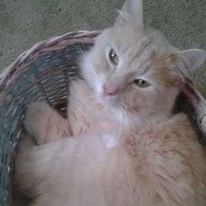 Meet your Posher, Darci